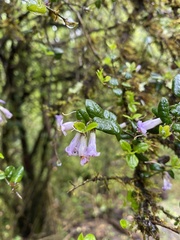 Rhaphithamnus spinosus