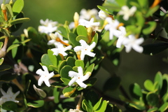 Alyxia buxifolia
