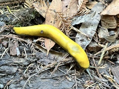 Ariolimax dolichophallus