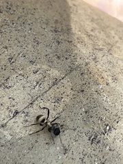 Polyrhachis rufifemur