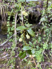 Boquila trifoliolata