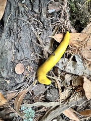 Ariolimax dolichophallus