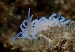 Phyllodesmium serratum