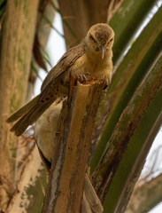 Campylorhynchus turdinus