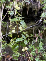 Boquila trifoliolata