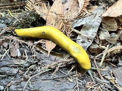 Ariolimax dolichophallus