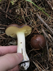 Suillus brevipes