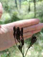 Haemodorum austroqueenslandicum