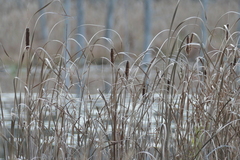 Typha angustifolia