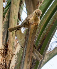 Campylorhynchus turdinus