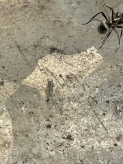 Polyrhachis rufifemur