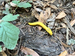 Ariolimax dolichophallus