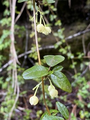 Boquila trifoliolata