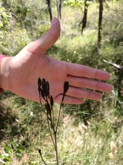 Haemodorum austroqueenslandicum