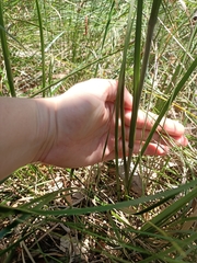 Haemodorum austroqueenslandicum