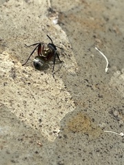 Polyrhachis rufifemur