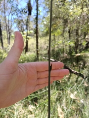 Haemodorum austroqueenslandicum