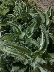 Kalanchoe laetivirens