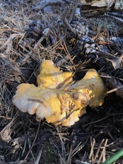 Cantharellus roseocanus