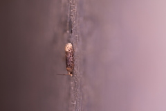 Eucosma ochroterminana