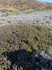 Arctostaphylos pumila
