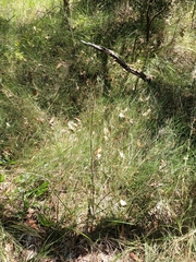 Haemodorum austroqueenslandicum