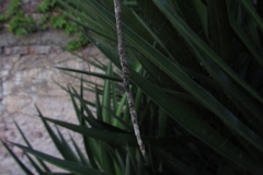 Cyclosa machadinho