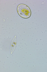 Cocconeis