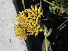 Flaveria chlorifolia