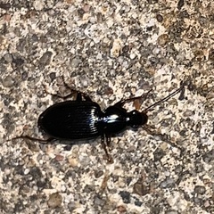 Agonum punctiforme
