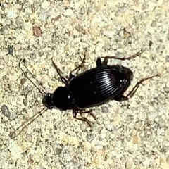 Agonum punctiforme