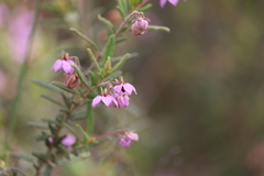 Thomasia petalocalyx
