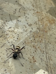 Polyrhachis rufifemur