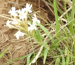 Glandularia platensis