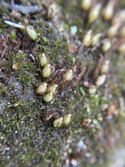 Diphyscium foliosum