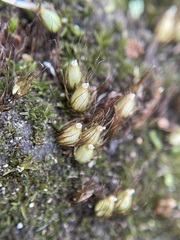 Diphyscium foliosum
