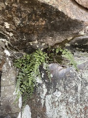 Asplenium montanum