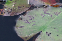 Polypedilum braseniae