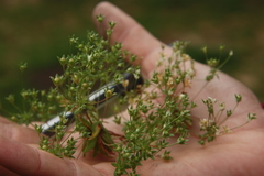 Androsace occidentalis