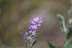 Dampiera dysantha