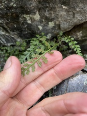 Asplenium montanum