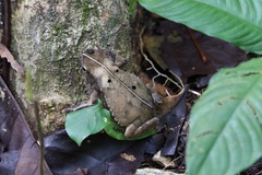 Rhinella alata