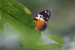 Heliconius hecale