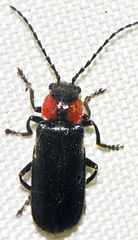 Cantharis tuberculata