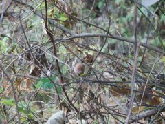 Sinosuthora webbiana