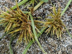 Cyperus engelmannii