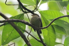 Ceratopipra mentalis