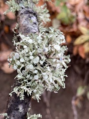 Ramalina americana