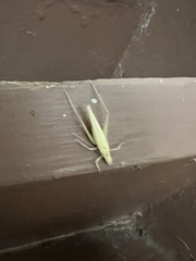 Oecanthus argentinus