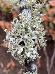 Ramalina americana